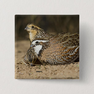 Badge Carré 5 Cm Bébés colins de Virginie au bord de l'étang pour b