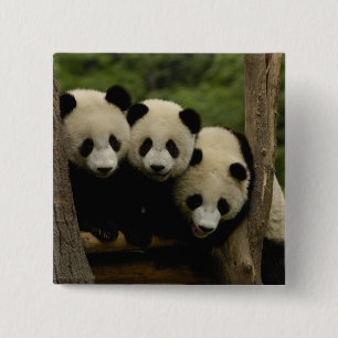 Badge Carré 5 Cm Bébés panda géant (Ailuropoda melanoleuca)