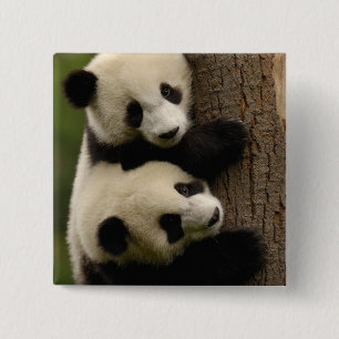 Badge Carré 5 Cm Bébés panda géants (Ailuropoda melanoleuca) 2