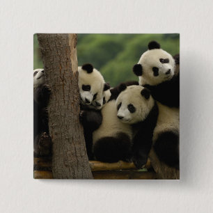 Badge Carré 5 Cm Bébés pandas géants Ailuropoda melanoleuca)