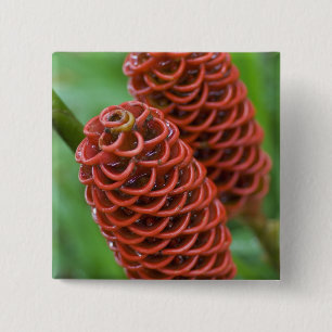Badge Carré 5 Cm Behive Ginger, Zingiber spectabile),