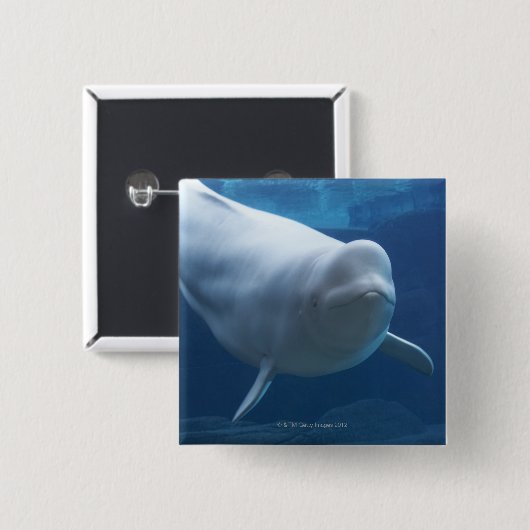 Badge Carré 5 Cm Béluga (Delphinapterus leucas) (Devant & derrière)