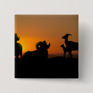 Badge Carré 5 Cm Bighorn Sheep