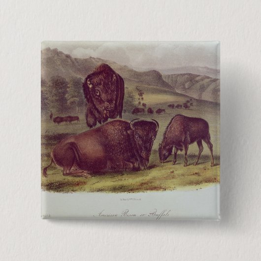 Badge Carré 5 Cm Bison américain ou Buffalo (Devant)