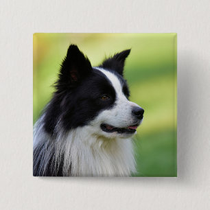 Badge Carré 5 Cm Black and White Border Collie Dog