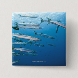 Badge Carré 5 Cm Blackfin Barracuda