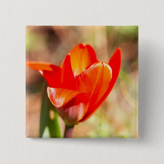 Badge Carré 5 Cm Blossom de la tulipe rouge (Devant)