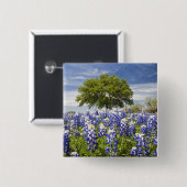 Badge Carré 5 Cm Bluebonnets du Texas (lupinus texensis) et chêne (Devant & derrière)