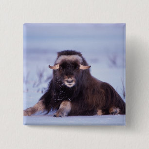 Badge Carré 5 Cm bœuf musqué, Ovibos moschatus, jeune taureau