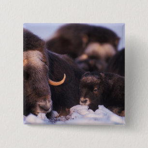 Badge Carré 5 Cm bœuf musqué, Ovibos moschatus, vache avec nouveau-