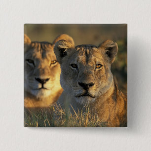Badge Carré 5 Cm Botswana, parc national de Chobe, lionnes