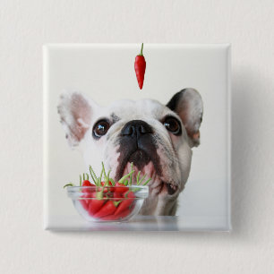 Badge Carré 5 Cm Bouledogue français regardant un poivron rouge