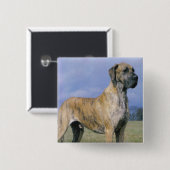 Badge Carré 5 Cm Bouton Brindle de great dane (Devant & derrière)
