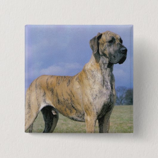Badge Carré 5 Cm Bouton Brindle de great dane (Devant)