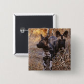 Badge Carré 5 Cm Bouton carré Chiens Sauvages (Devant & derrière)