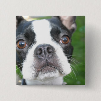 Badge Carré 5 Cm Bouton Carré de Boston Terrier Pup