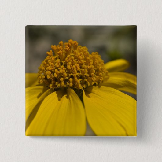 Badge Carré 5 Cm Bouton Carré Desert Brittlebrush (Devant)