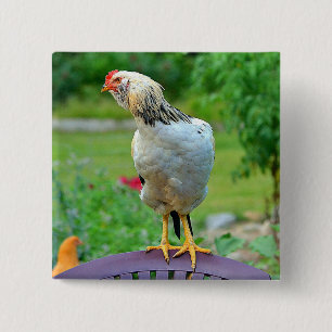 Badge Carré 5 Cm Bouton coq