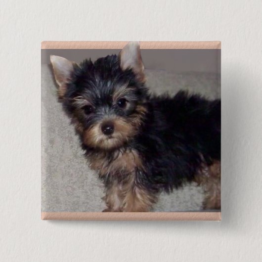 Badge Carré 5 Cm Bouton de chiot de Yorkshire Terrier (Devant)
