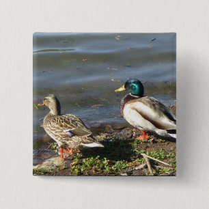 Badge Carré 5 Cm Bouton de couples de canard de Mallard