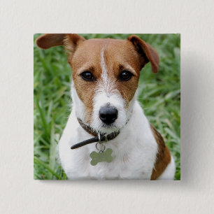 Badge Carré 5 Cm Bouton de Jack Russell Terrier