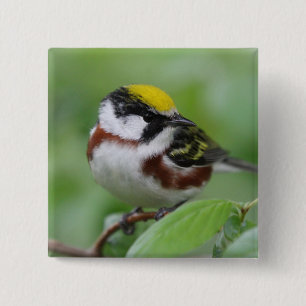 Badge Carré 5 Cm Bouton de la Paruline Orientée Châtaigne