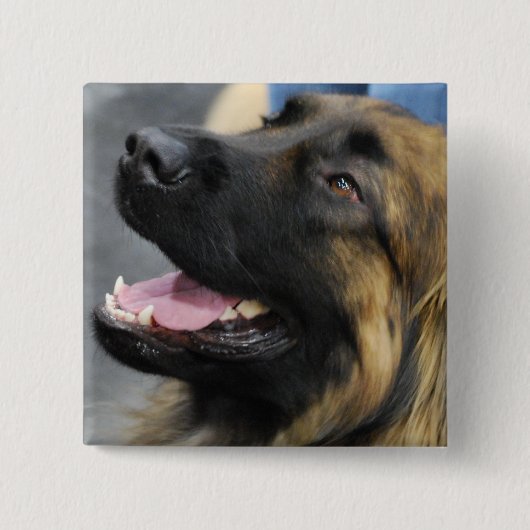 Badge Carré 5 Cm Bouton de Leonberger (Devant)