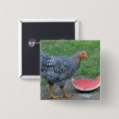 Badge Carré 5 Cm Bouton de pastèque de poulet (Devant & derrière)
