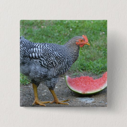 Badge Carré 5 Cm Bouton de pastèque de poulet (Devant)