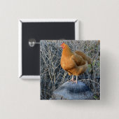 Badge Carré 5 Cm Bouton de poulet (Devant & derrière)