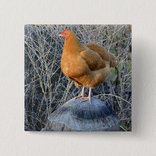 Badge Carré 5 Cm Bouton de poulet (Devant)
