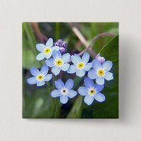 Bouton des myosotis des marais 2