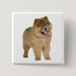 Badge Carré 5 Cm Bouton épinglé Chien Chien Chow Chow