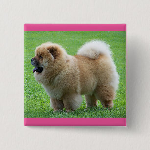 Badge Carré 5 Cm Bouton épinglé Chien Chow Chow Mignon