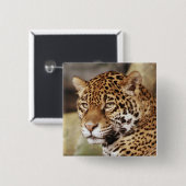Badge Carré 5 Cm Bouton Jaguar (Devant & derrière)