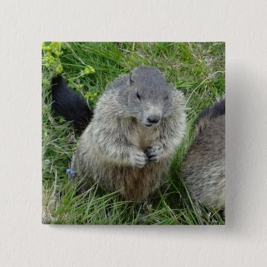 Badge Carré 5 Cm Bouton Marmot (Devant)