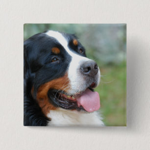 Badge Carré 5 Cm Bouton mignon de Bernese