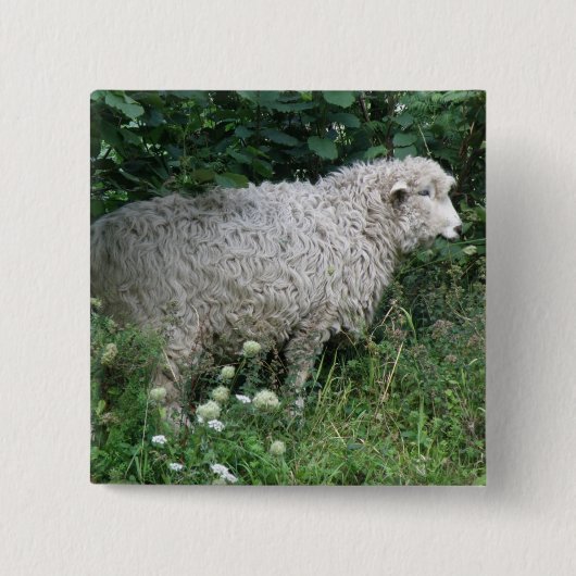 Badge Carré 5 Cm Bouton mignon gourmand en mouton (Devant)