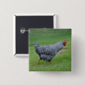 Badge Carré 5 Cm Bouton poulet (Devant & derrière)