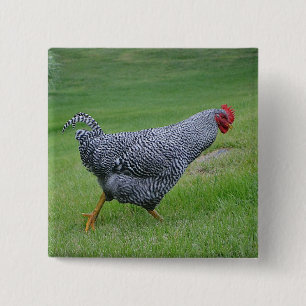 Badge Carré 5 Cm Bouton poulet