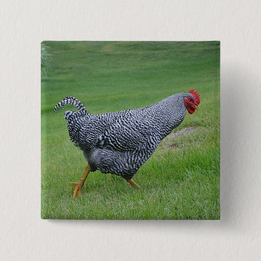 Badge Carré 5 Cm Bouton poulet (Devant)