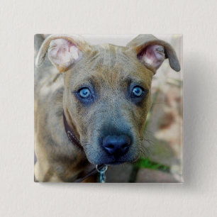 Badge Carré 5 Cm Brindle Pit Bull Puppy par Shirley Taylor