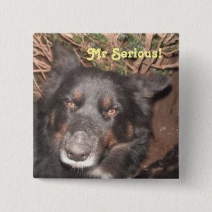 Badge Carré 5 Cm Button Husky Collie Cross