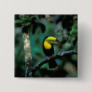 Badge Carré 5 Cm CA, Panama, Parc national de Souveraineté, Toucan