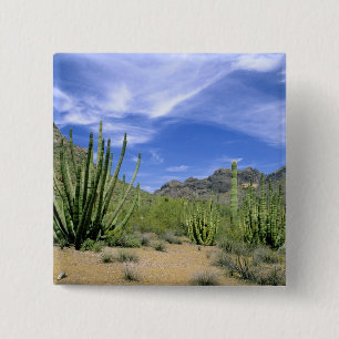Badge Carré 5 Cm Cactus du désert à Organ Pipe National Monument,