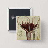 Badge Carré 5 Cm Calmar, Pl.2 de 'Histoire Naturelle (Devant & derrière)