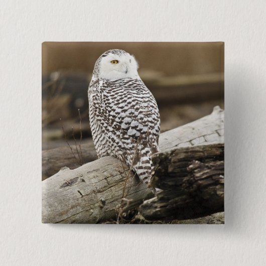 Badge Carré 5 Cm Canada, Boundary Bay, Snowy Owl (Devant)