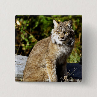 Badge Carré 5 Cm Canadien Lynx