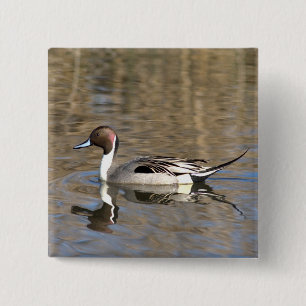 Badge Carré 5 Cm Canard À Pintail Nage Dans Un Étang