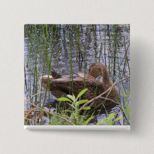 Badge Carré 5 Cm Canard se lissant dans les roseaux